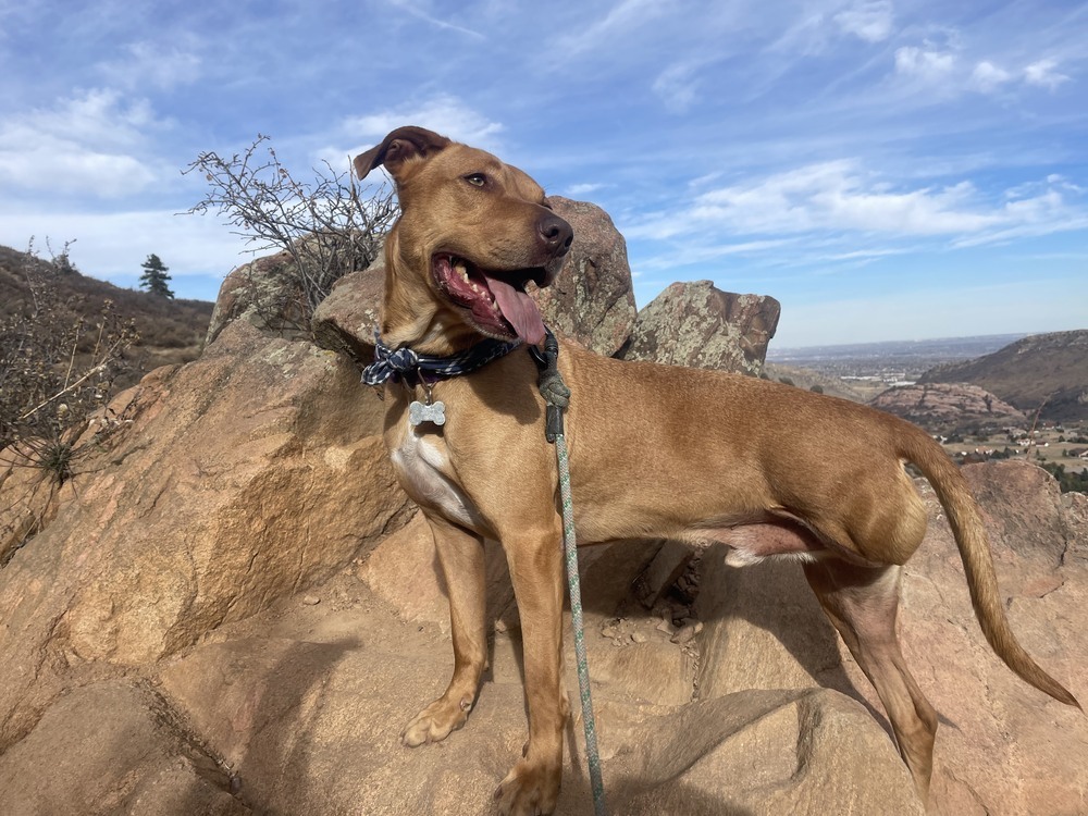 Vincent aka Vinnie, an adoptable Vizsla in Littleton, CO, 80126 | Photo Image 5