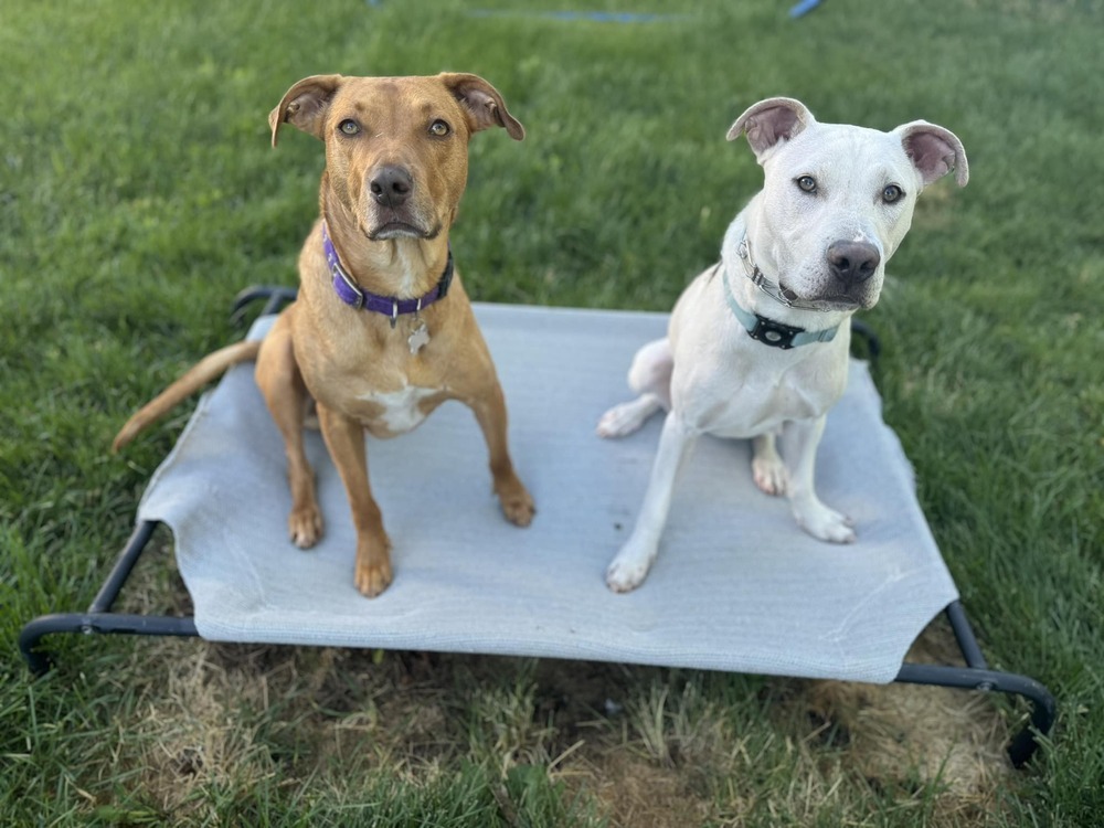 Vincent aka Vinnie, an adoptable Vizsla in Littleton, CO, 80126 | Photo Image 6