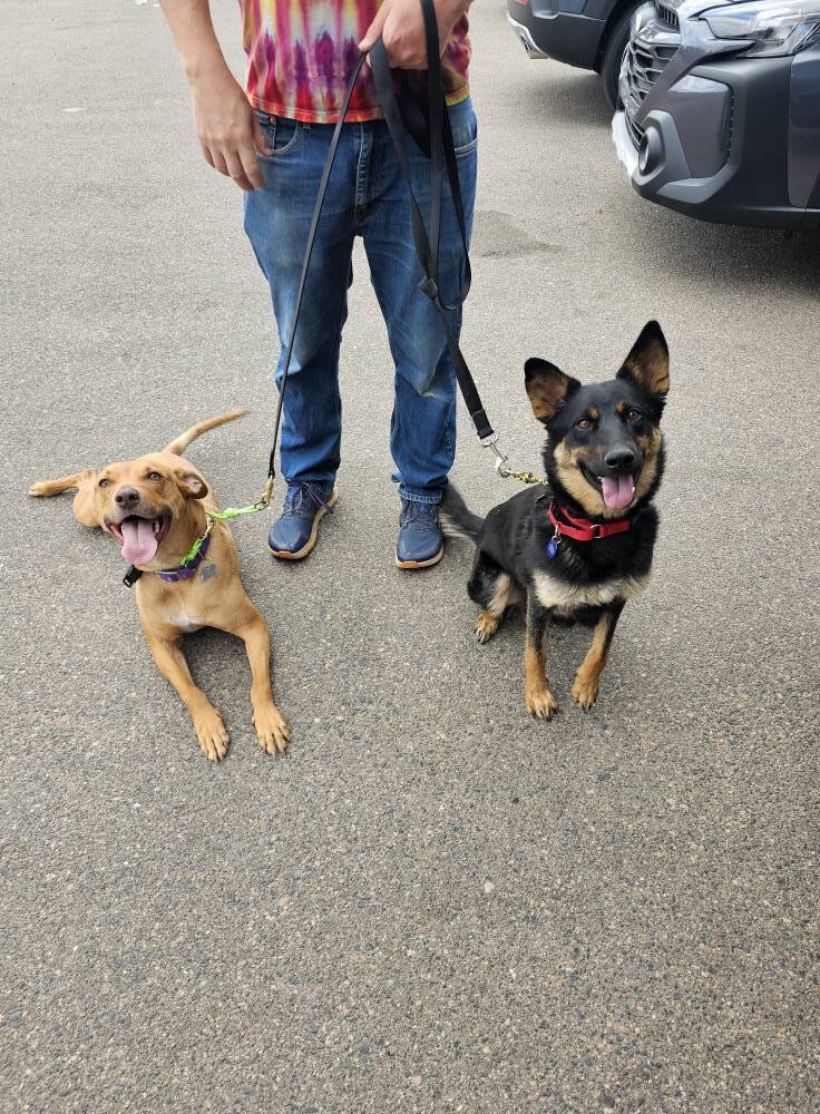 Vincent aka Vinnie, an adoptable Vizsla in Littleton, CO, 80126 | Photo Image 6