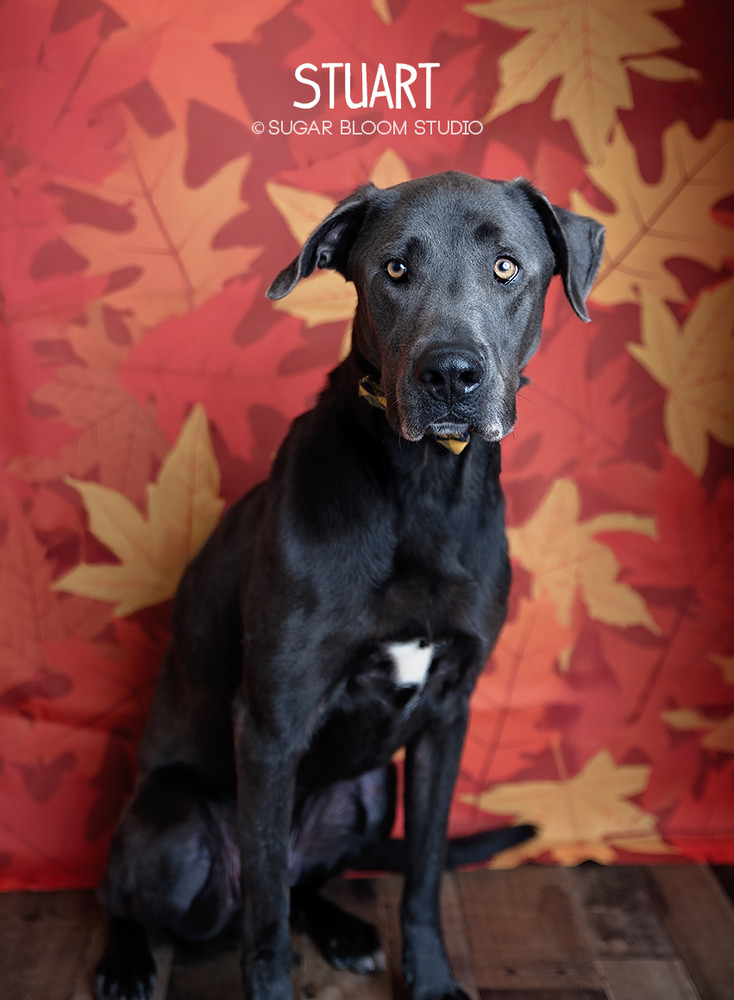 Stuart, an adoptable Great Dane, Weimaraner in Littleton, CO, 80126 | Photo Image 1