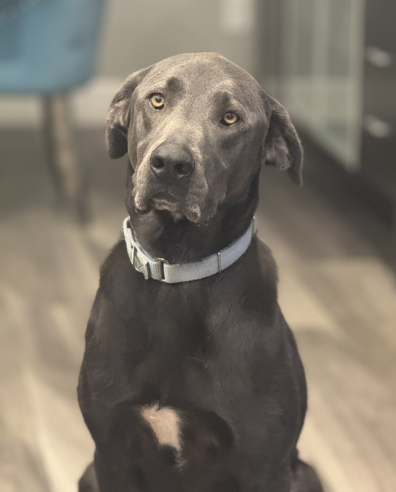 Stuart, an adoptable Great Dane, Weimaraner in Littleton, CO, 80126 | Photo Image 2