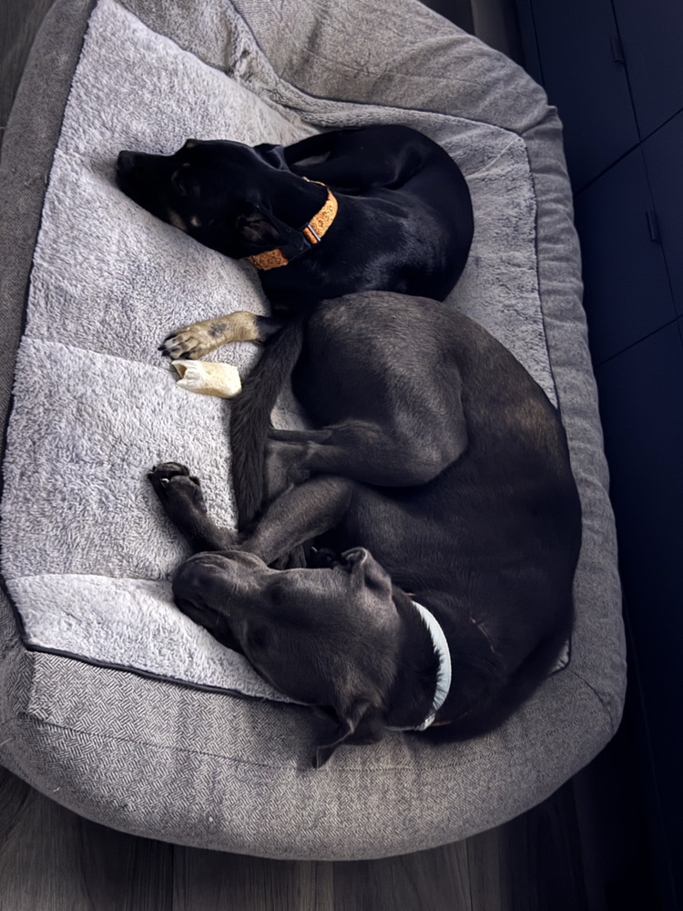 Stuart, an adoptable Great Dane, Weimaraner in Littleton, CO, 80126 | Photo Image 3