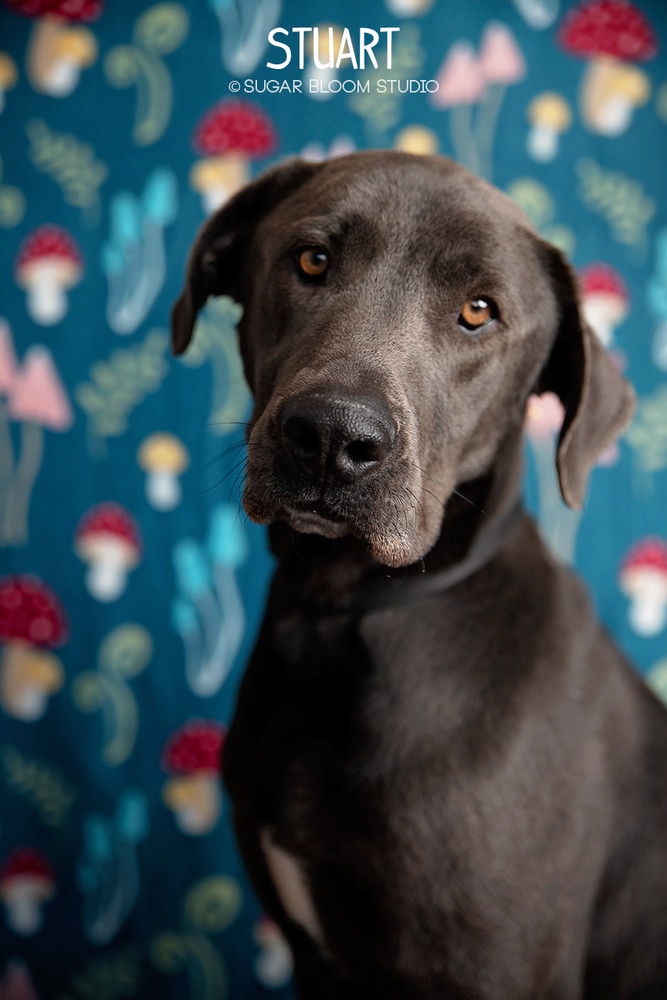 Stuart, an adoptable Great Dane, Weimaraner in Littleton, CO, 80126 | Photo Image 3
