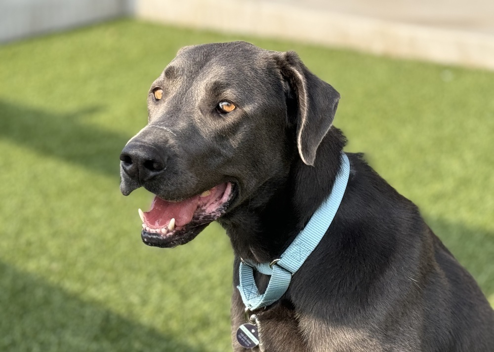 Stuart, an adoptable Labrador Retriever in Littleton, CO, 80126 | Photo Image 4