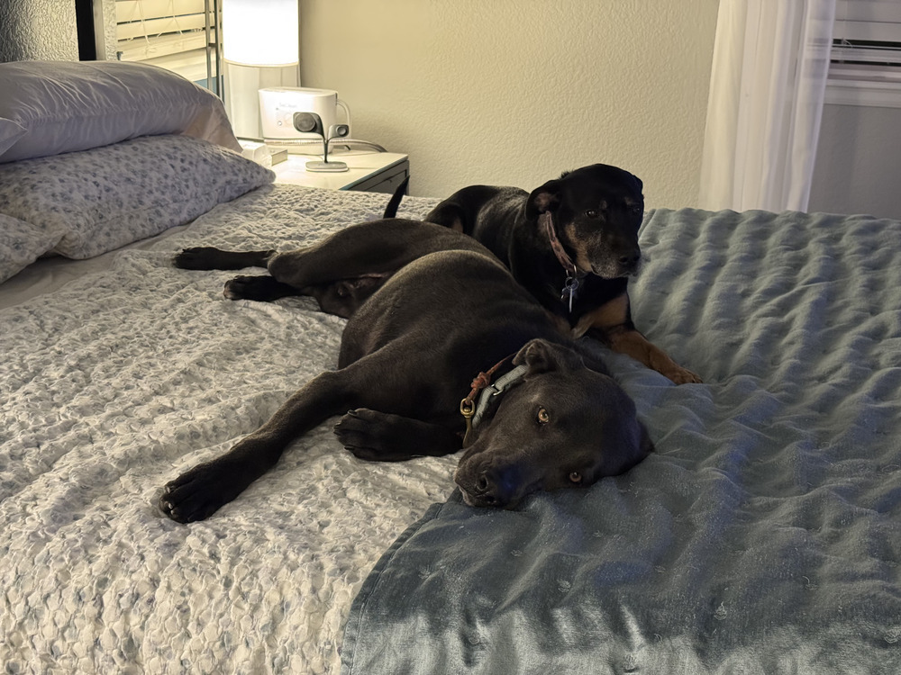Stuart, an adoptable Labrador Retriever in Littleton, CO, 80126 | Photo Image 4