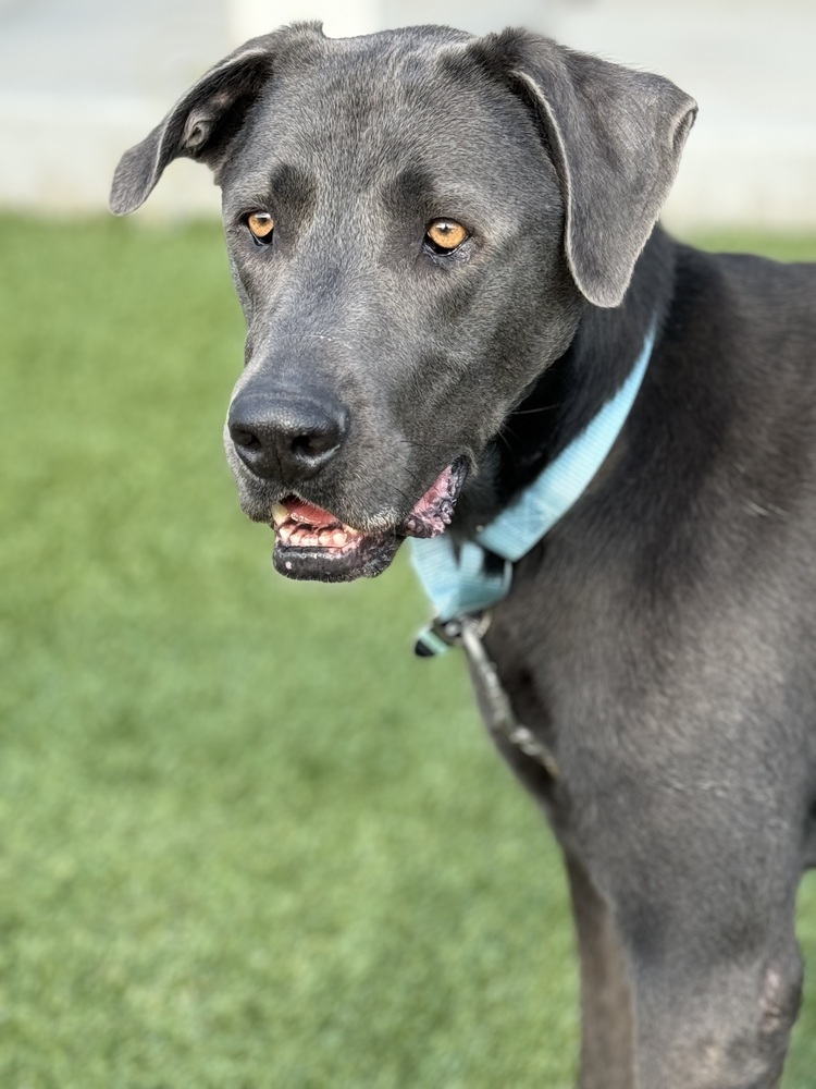 Stuart, an adoptable Great Dane, Weimaraner in Littleton, CO, 80126 | Photo Image 4
