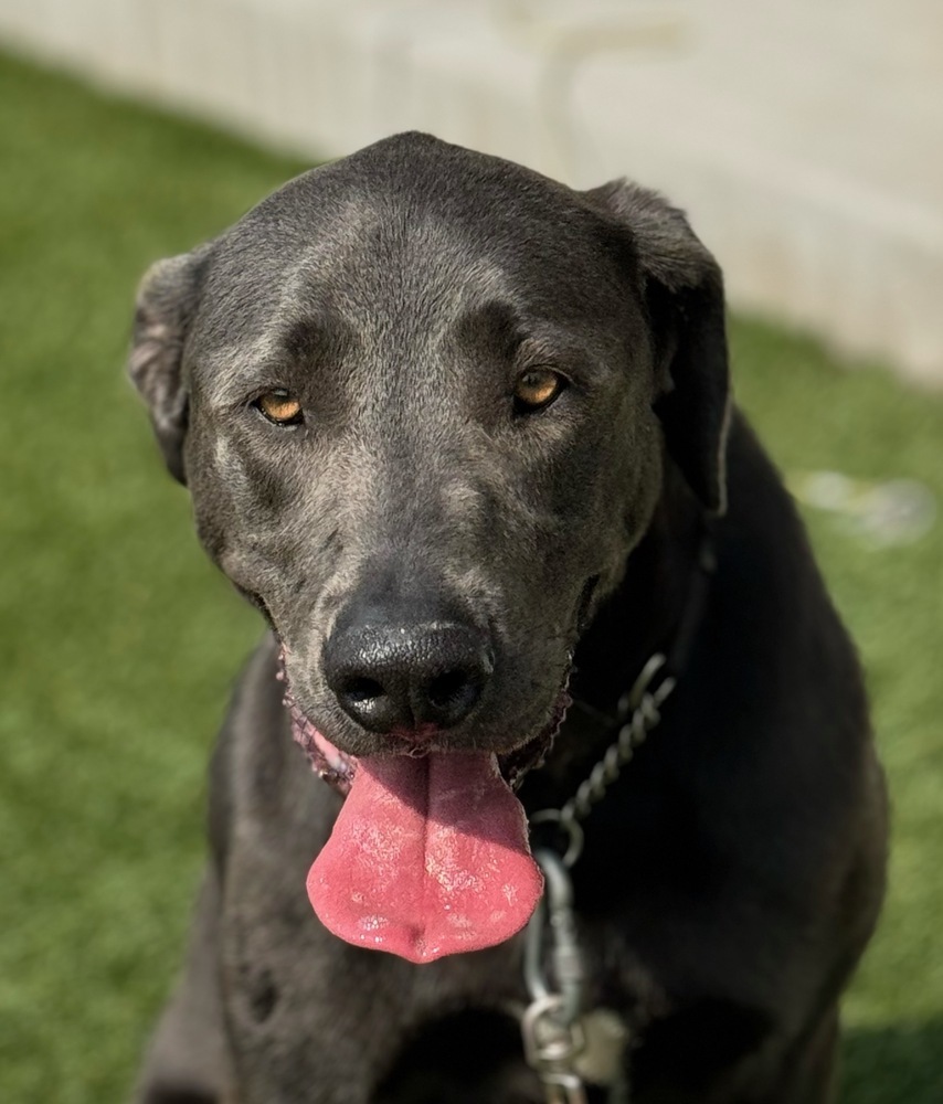 Stuart, an adoptable Labrador Retriever in Littleton, CO, 80126 | Photo Image 5