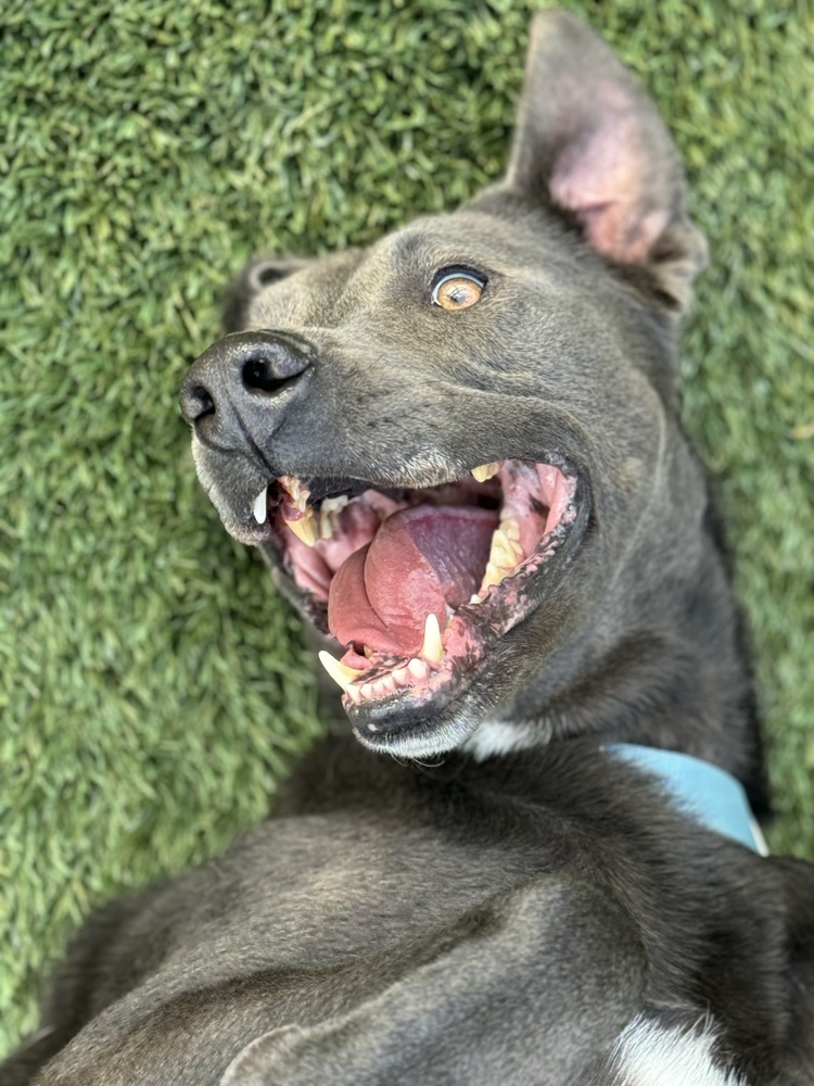Stuart, an adoptable Great Dane, Weimaraner in Littleton, CO, 80126 | Photo Image 5