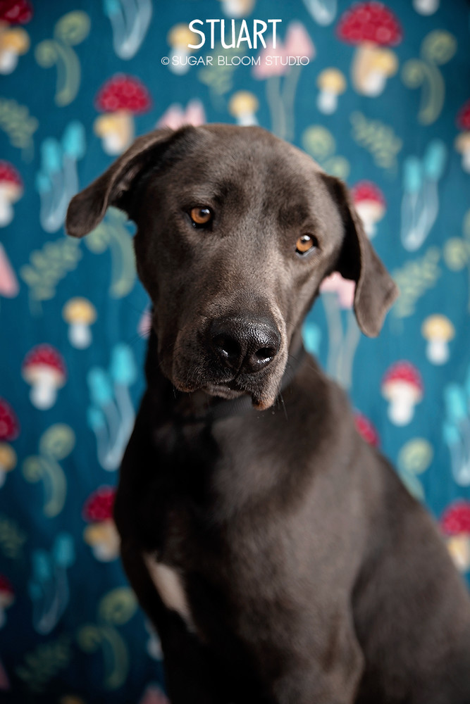 Stuart, an adoptable Great Dane, Weimaraner in Littleton, CO, 80126 | Photo Image 5