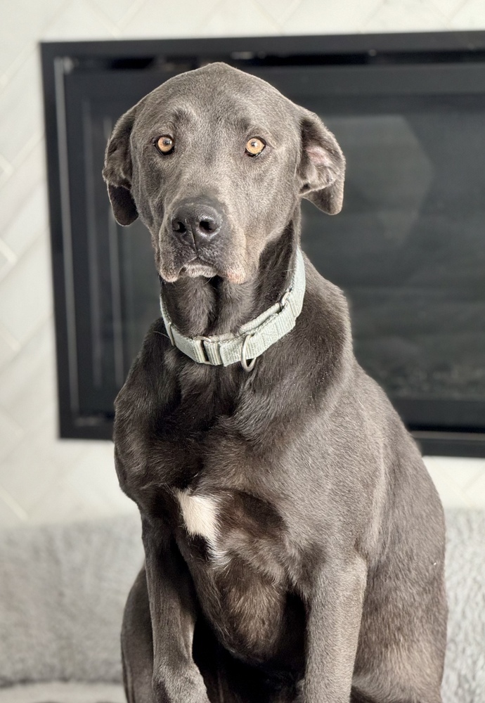 Stuart, an adoptable Great Dane, Weimaraner in Littleton, CO, 80126 | Photo Image 6
