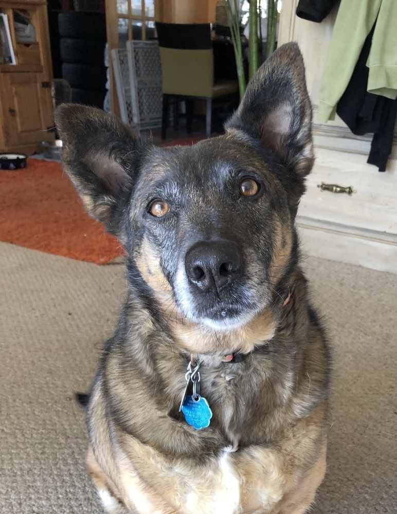 Meeka, an adoptable German Shepherd Dog in Littleton, CO, 80126 | Photo Image 1