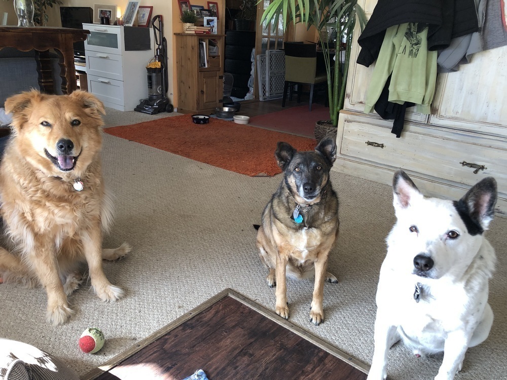 Meeka, an adoptable German Shepherd Dog in Littleton, CO, 80126 | Photo Image 2