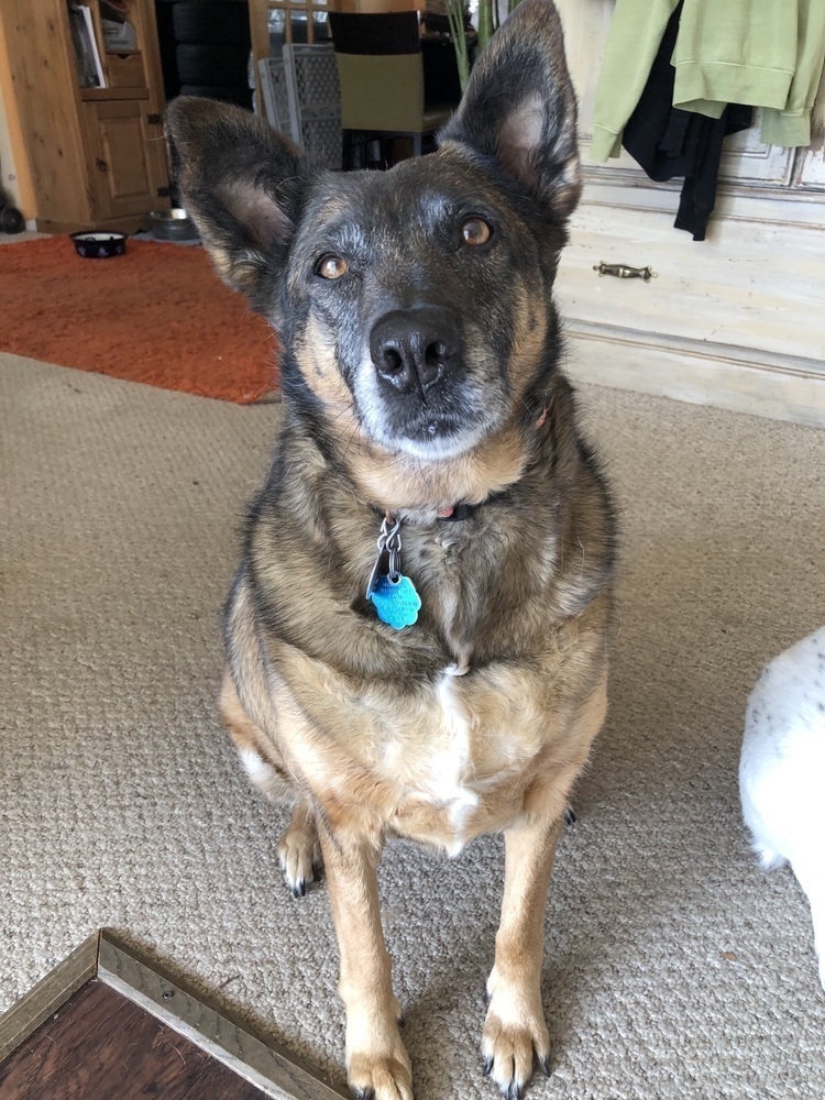 Meeka, an adoptable German Shepherd Dog in Littleton, CO, 80126 | Photo Image 3