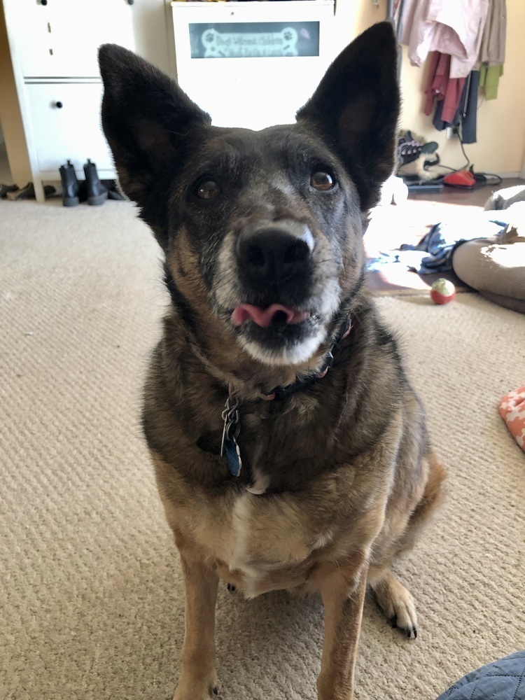 Meeka, an adoptable German Shepherd Dog in Littleton, CO, 80126 | Photo Image 4