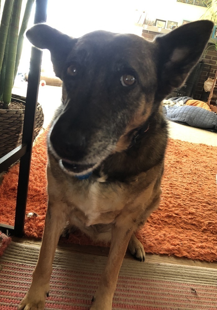 Meeka, an adoptable German Shepherd Dog in Littleton, CO, 80126 | Photo Image 5
