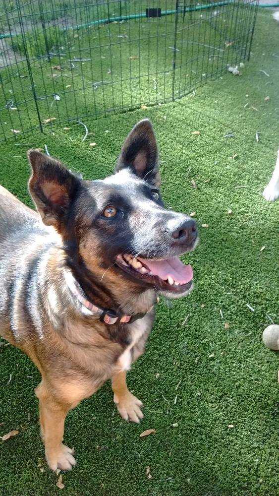 Meeka, an adoptable German Shepherd Dog in Littleton, CO, 80126 | Photo Image 6
