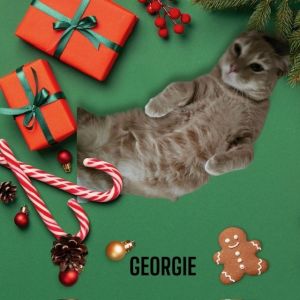 Georgie Domestic Short Hair Cat