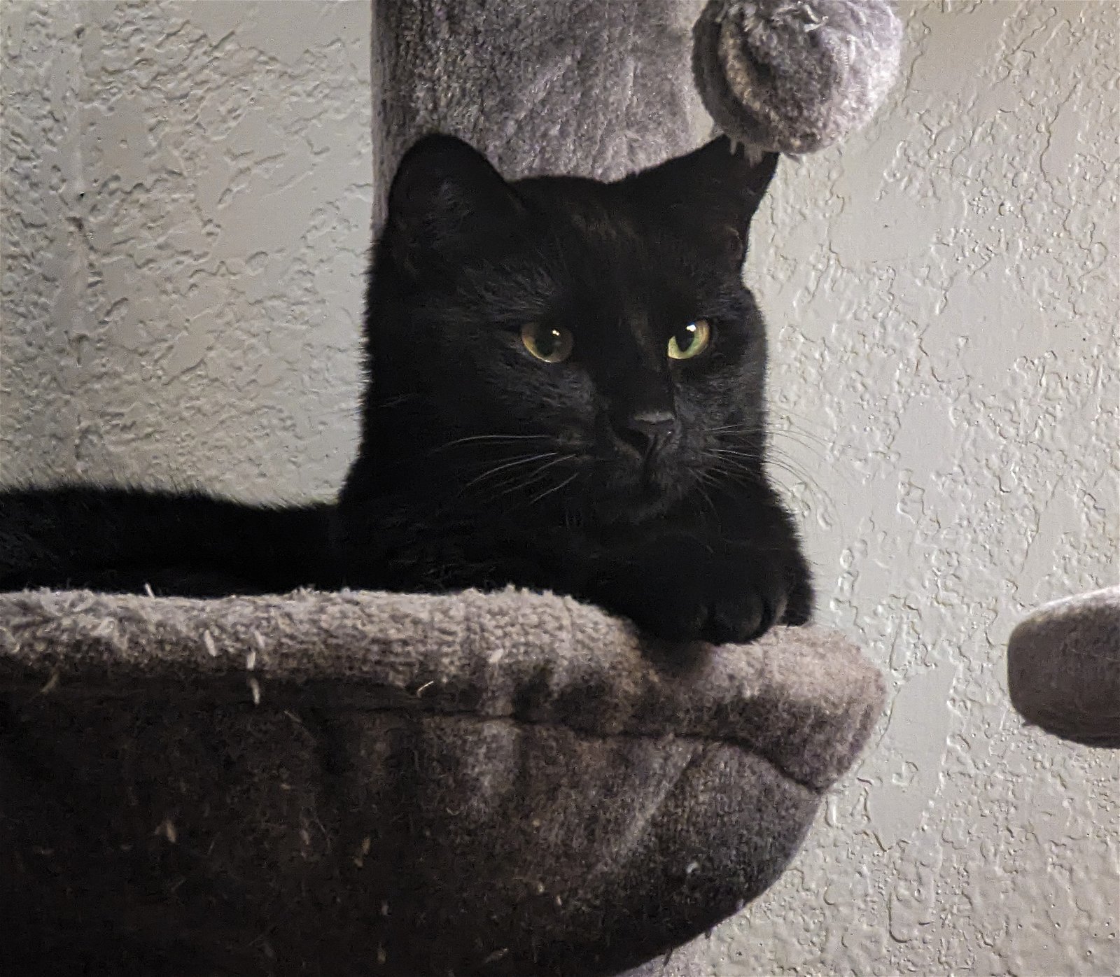 Morel, an adoptable Domestic Short Hair in Laramie, WY, 82073 | Photo Image 2
