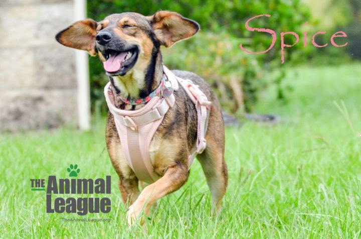 Spice, an adoptable German Shepherd Dog Mix in Clermont, FL_image-2