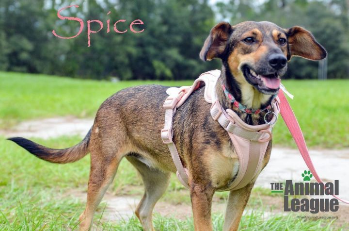 Spice, an adoptable German Shepherd Dog Mix in Clermont, FL_image-5