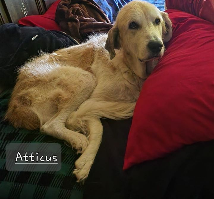 Atticus, an adoptable Great Pyrenees & Anatolian Shepherd Mix in Manhattan, KS_image-6