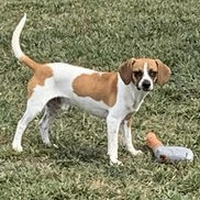 Finn, an adoptable Beagle in Rushville, IL_image-2