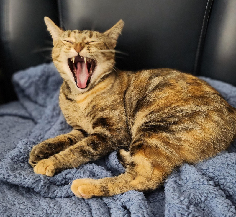 Cali, an adoptable Calico, Maine Coon in Savannah, GA, 31406 | Photo Image 2