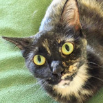 Lori, an adoptable Domestic Short Hair in Savannah, GA, 31406 | Photo Image 1