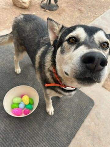 Wilson, an adoptable Siberian Husky in Cedar Crest, NM, 87008 | Photo Image 1