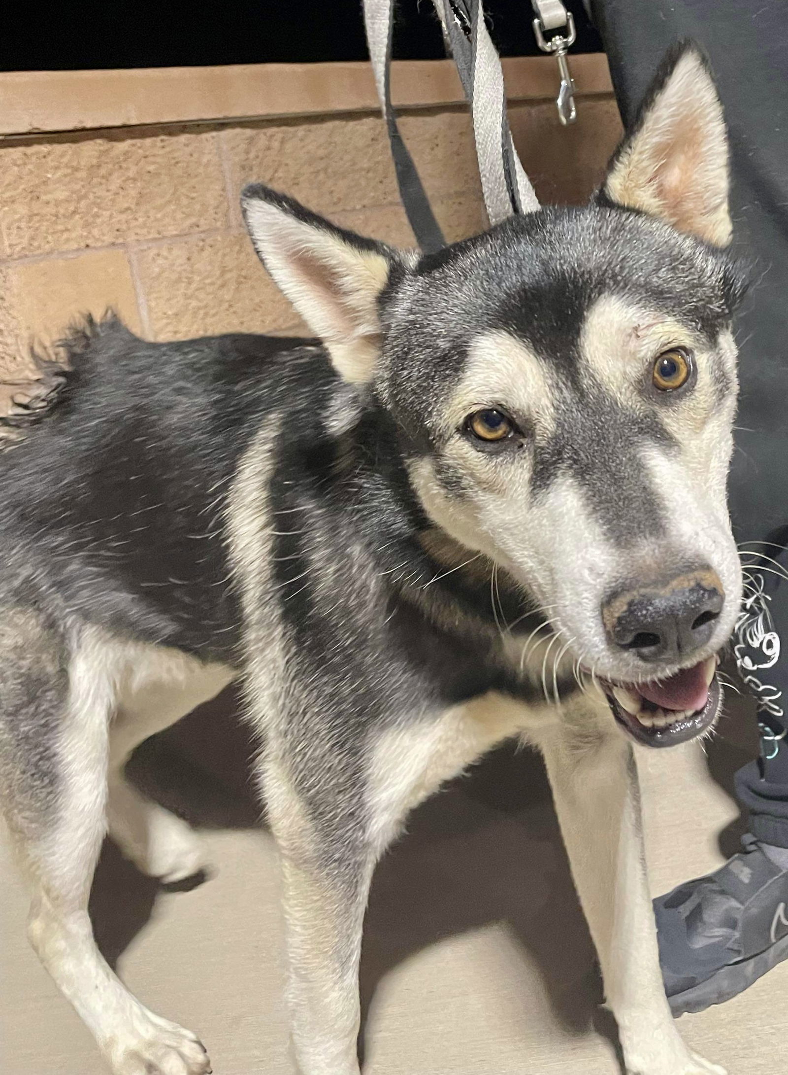 Wilson, an adoptable Siberian Husky in Cedar Crest, NM, 87008 | Photo Image 2