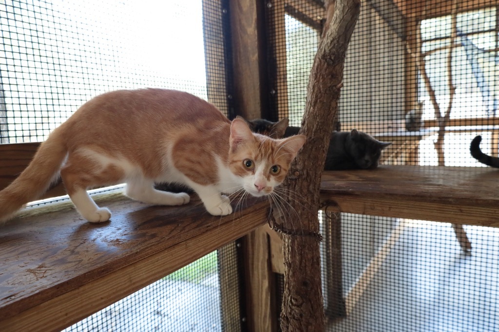 Joy, an adoptable American Shorthair in Fulton, TX, 78358 | Photo Image 1