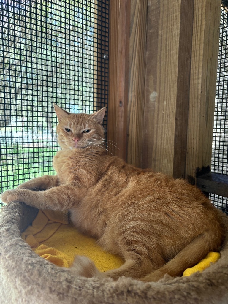 Ethel, an adoptable American Shorthair in Fulton, TX, 78358 | Photo Image 1