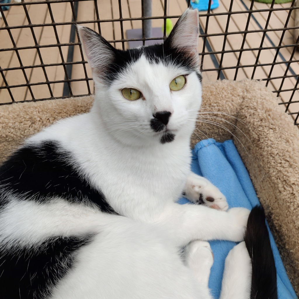 Pistachio, an adoptable Domestic Short Hair in Eastsound, WA, 98245 | Photo Image 1