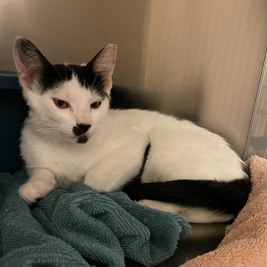 Pistachio, an adoptable Domestic Short Hair in Eastsound, WA, 98245 | Photo Image 2