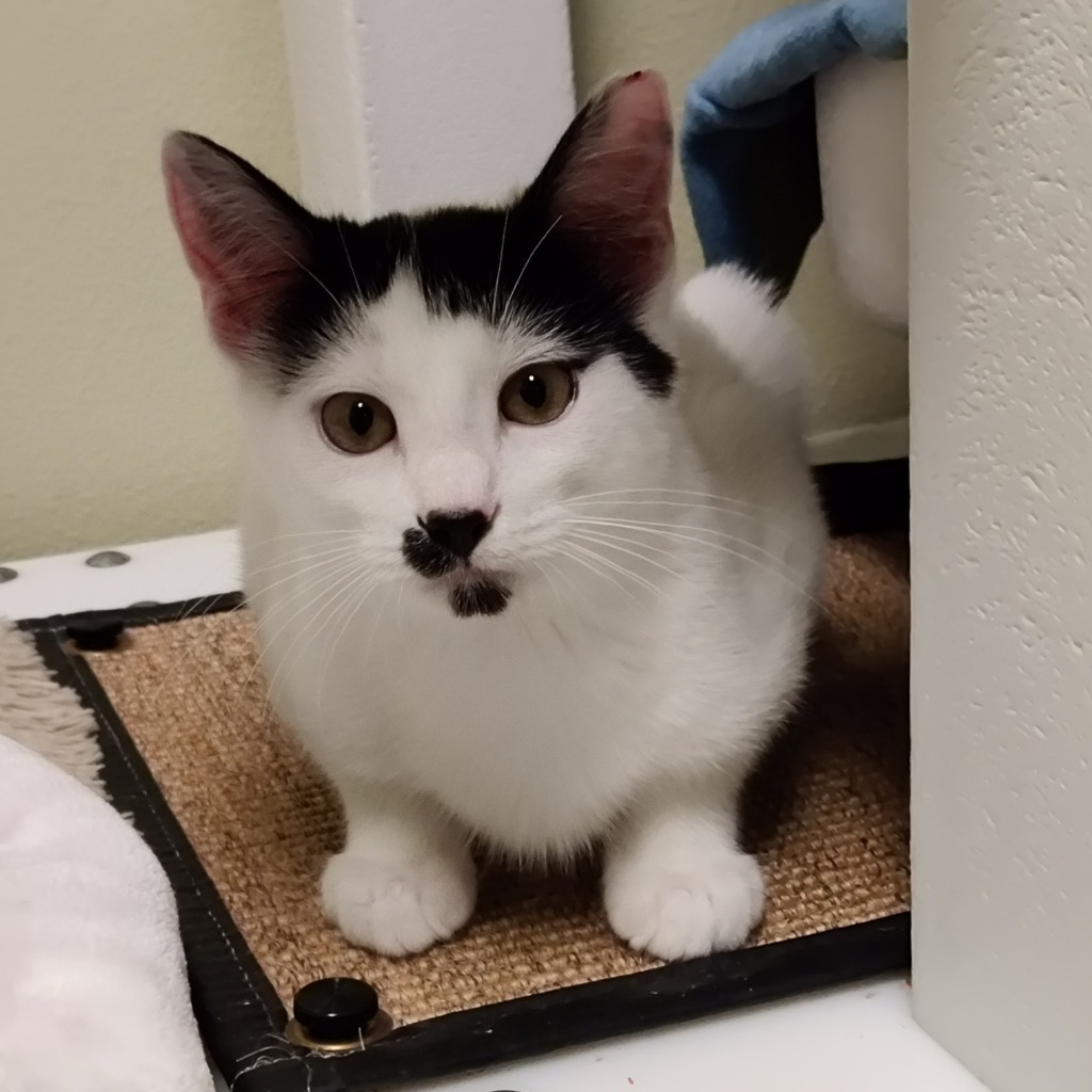 Pistachio, an adoptable Domestic Short Hair in Eastsound, WA, 98245 | Photo Image 3