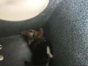 CAROLINE, Young Female Domestic Medium Hair