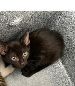 BILLS, Young Female Domestic Short Hair