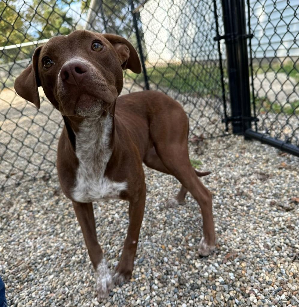 Dog for adoption Birdie, a Pit Bull Terrier in Benld, IL Petfinder