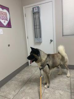 Dog for adoption - Marz, an Akita in Jacksonville, FL | Petfinder