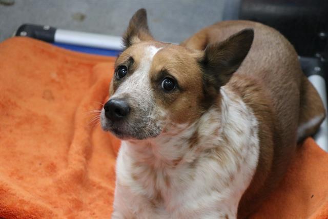 KIPPER, an adoptable Collie in Dallas, TX, 75212 | Photo Image 1