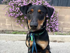 ZIPPER Doberman Pinscher Dog