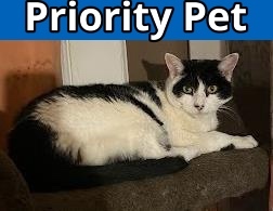 Louise `A PRIORITY PET`, an adoptable Domestic Short Hair in Columbia, SC, 29211 | Photo Image 1