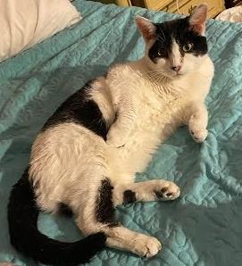 Louise `A PRIORITY PET`, an adoptable Domestic Short Hair in Columbia, SC, 29211 | Photo Image 2