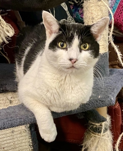 Louise `A PRIORITY PET`, an adoptable Domestic Short Hair in Columbia, SC, 29211 | Photo Image 3