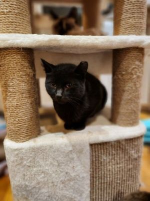 Fig, Young Female Domestic Short Hair