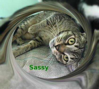 Sassy 3