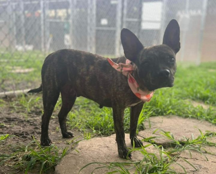 French bulldog discount boxer mix