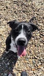 Ike, an adoptable Pit Bull Terrier in Oskaloosa, IA, 52577 | Photo Image 1