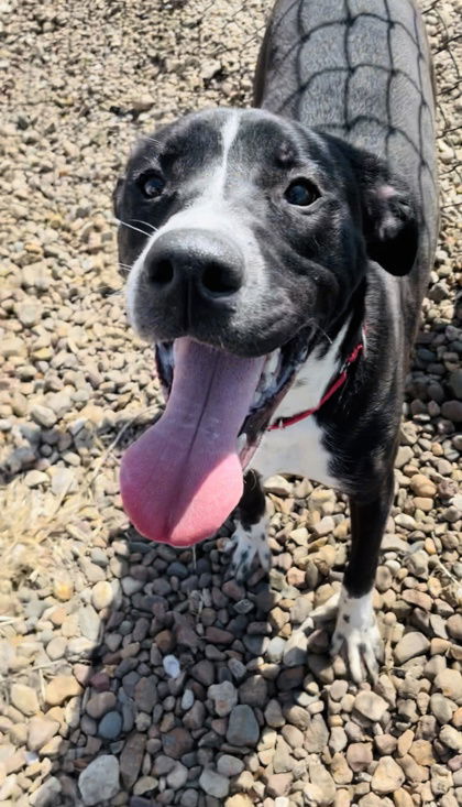 Ike, an adoptable Pit Bull Terrier in Oskaloosa, IA, 52577 | Photo Image 2