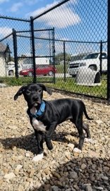 Ike, an adoptable Pit Bull Terrier in Oskaloosa, IA, 52577 | Photo Image 3